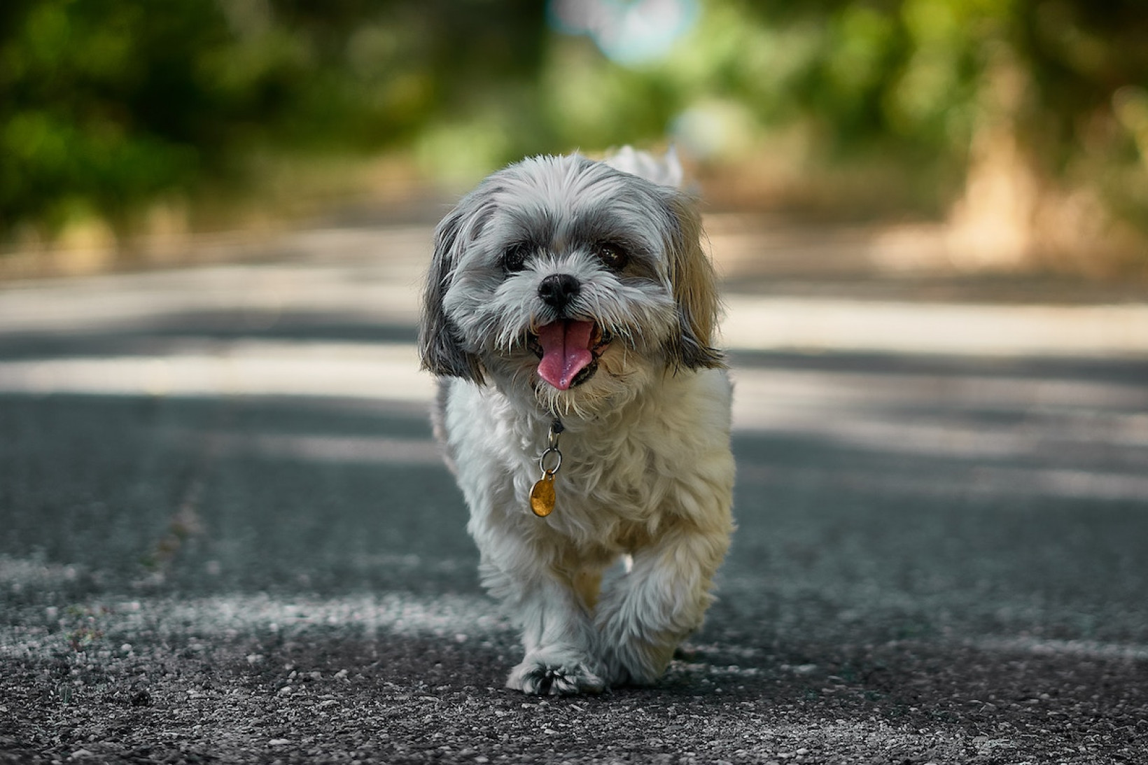 Shih tzu herplaatsen